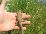 Tenerife Lizards (<i>Gallotia galloti galloti</i>) Gravid female